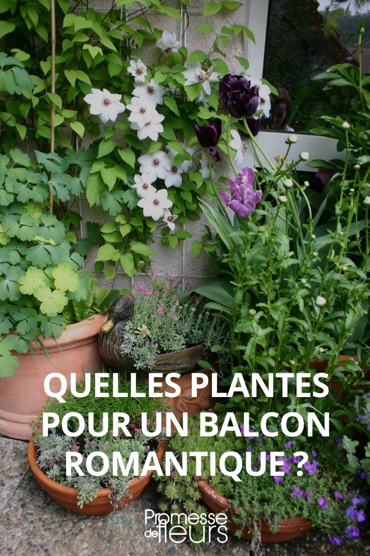 Which Young Plants for a Romantic Balcony, Greening a Romantic Balcony, Romantic Balcony, Romantic Terrace