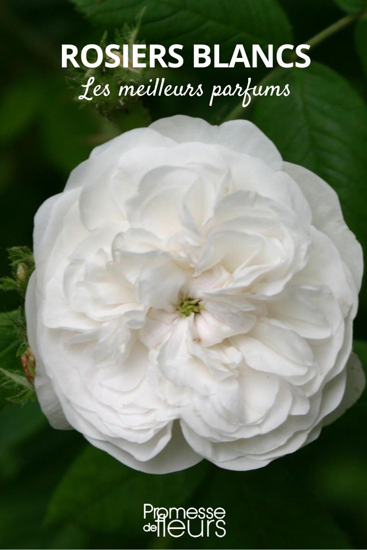 white fragrant rose