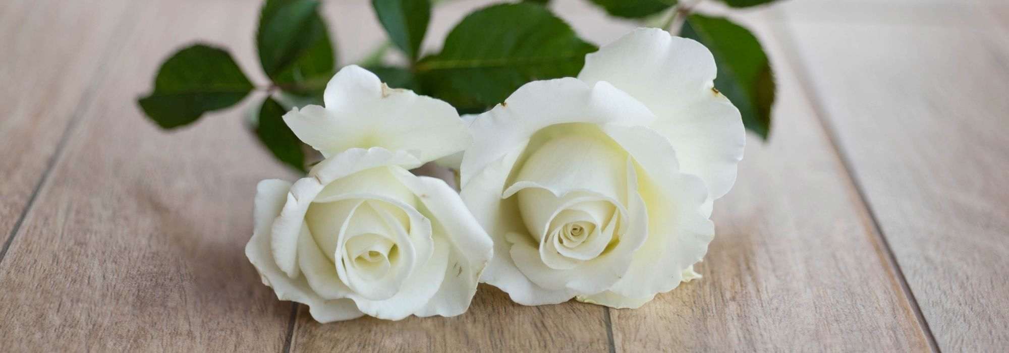 7 rosebushes with large white flowers