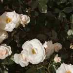6 white flowering groundcover roses