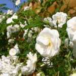 7 climbing roses with exceptional fragrances