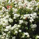 10 white-flowered climbing roses