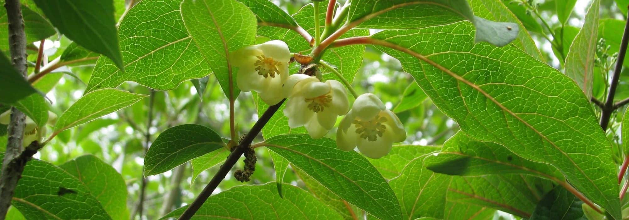 Pruning and training of Schisandra