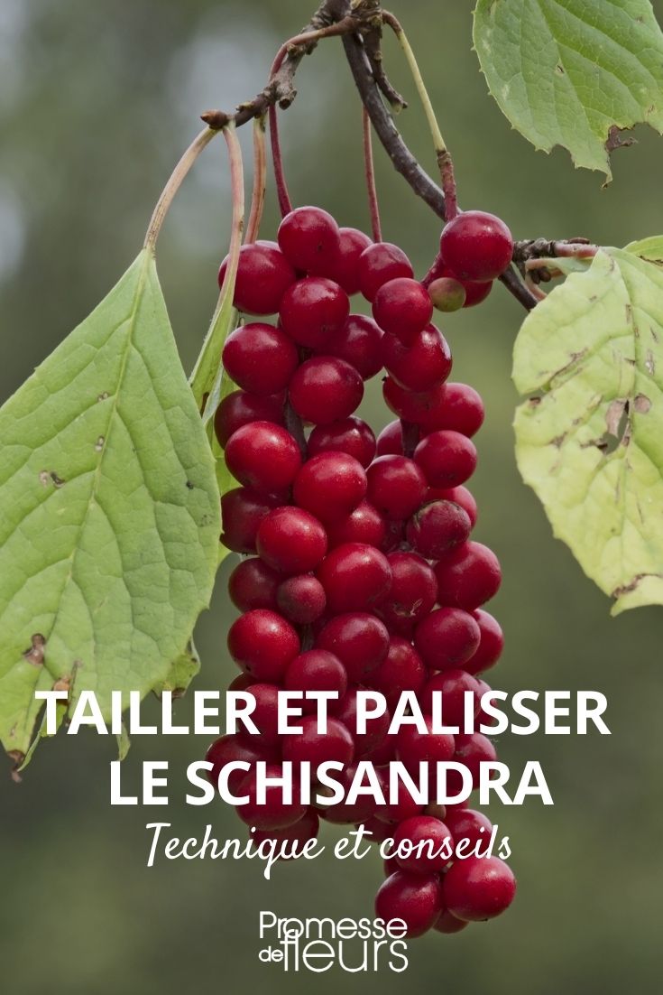 Pruning and Training Schisandra