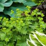 Perennials: in plug plants, in pots or in containers?