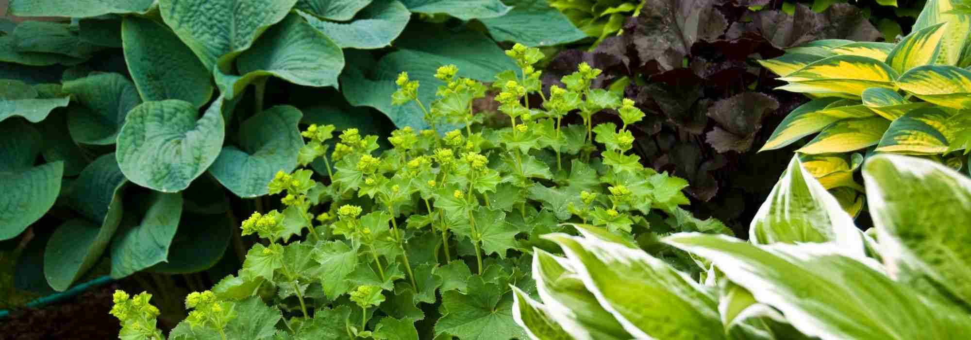 Perennials: in plug plants, in pots or in containers?