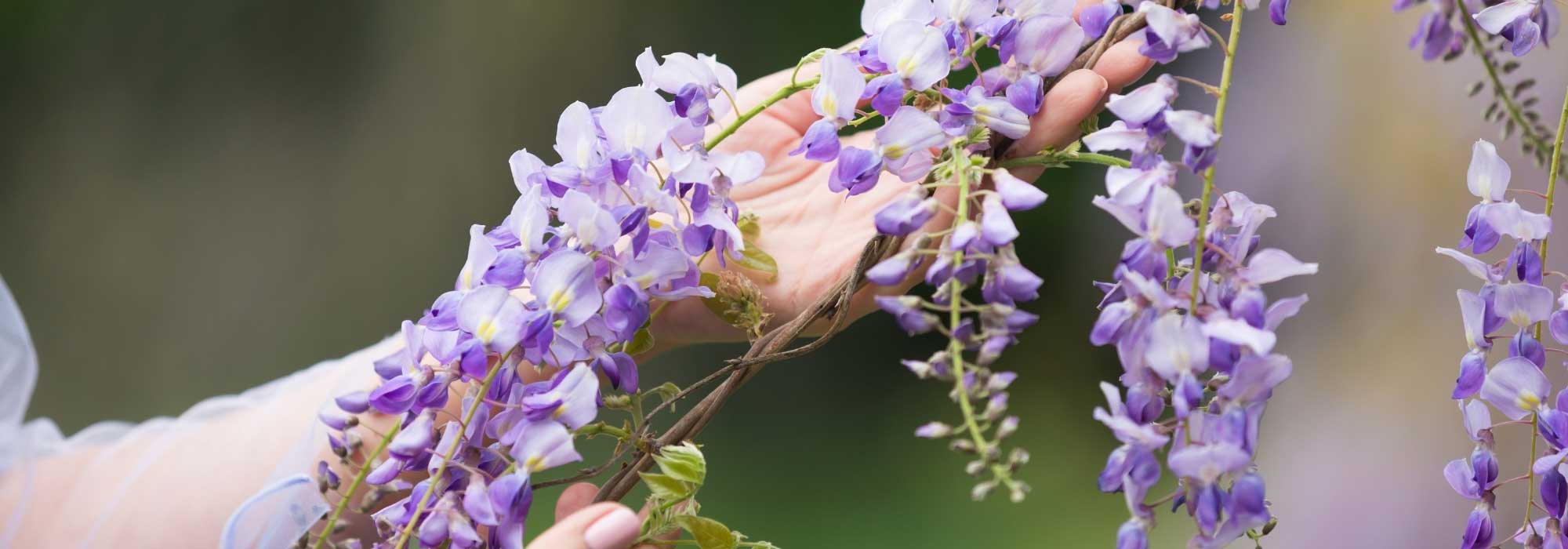 The 6 most beautiful Wisterias