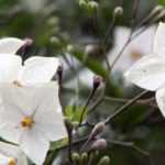 How to prune climbing or standard Solanum ?