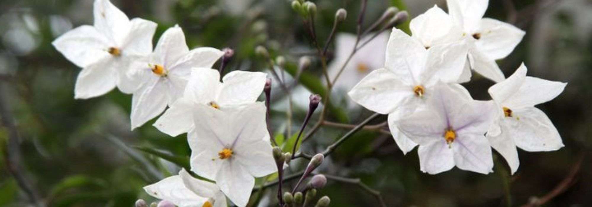 How to prune climbing or standard Solanum ?
