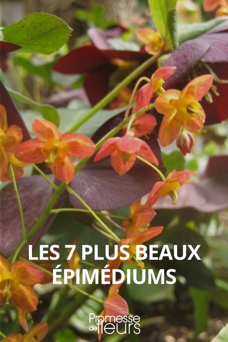 7 Most Beautiful Epimediums