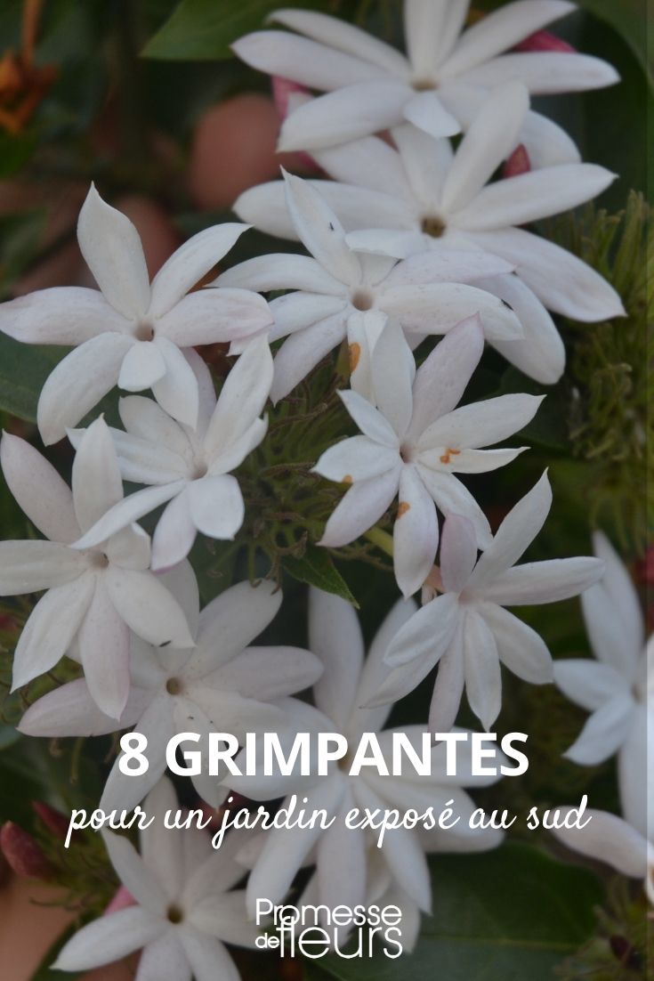 8 Climbing Plants for a Southern Garden