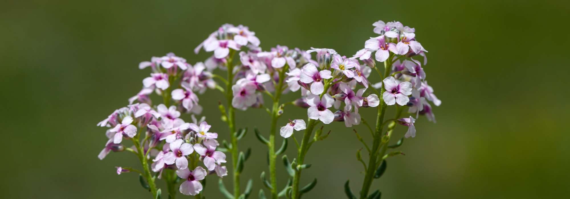 Aethionema: planting, growing