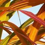 Decorative foliage bamboos