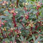 Drimys: planting, growing, and care