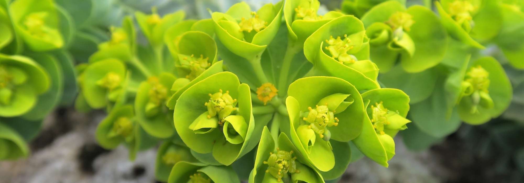 Green flowers: our guide