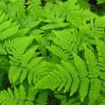 Gymnocarpium: planting, growing, and care