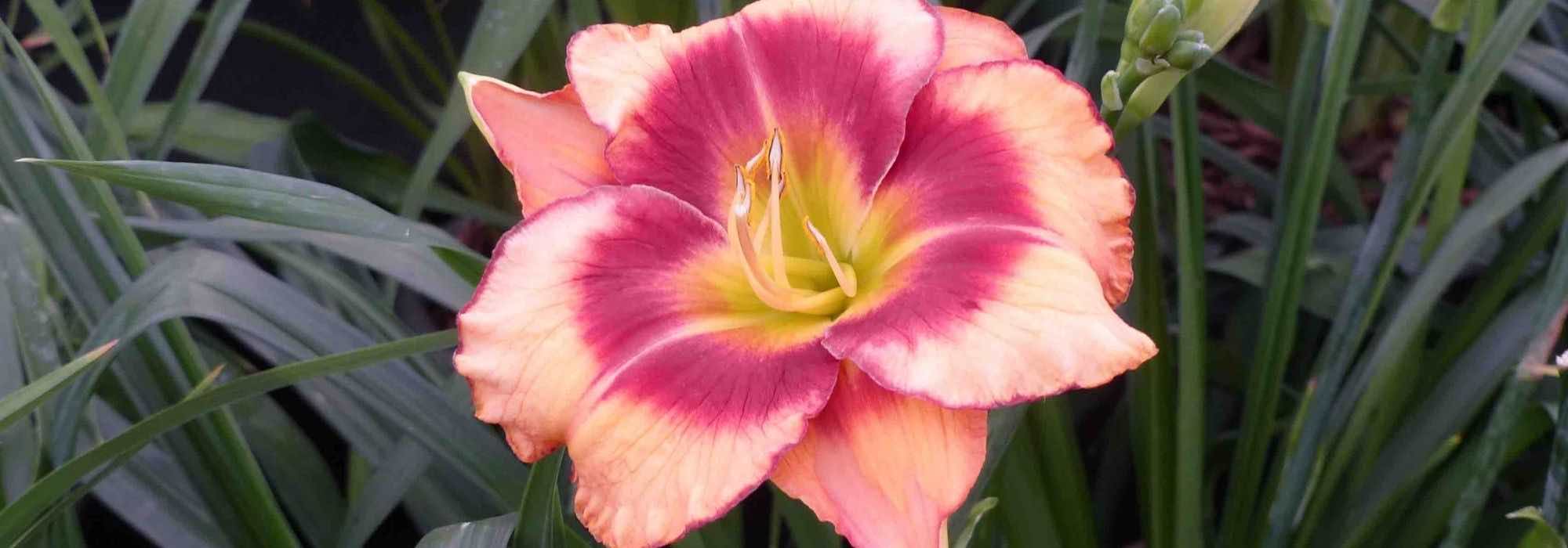 7 pink daylilies
