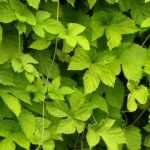 Growing hops in pots