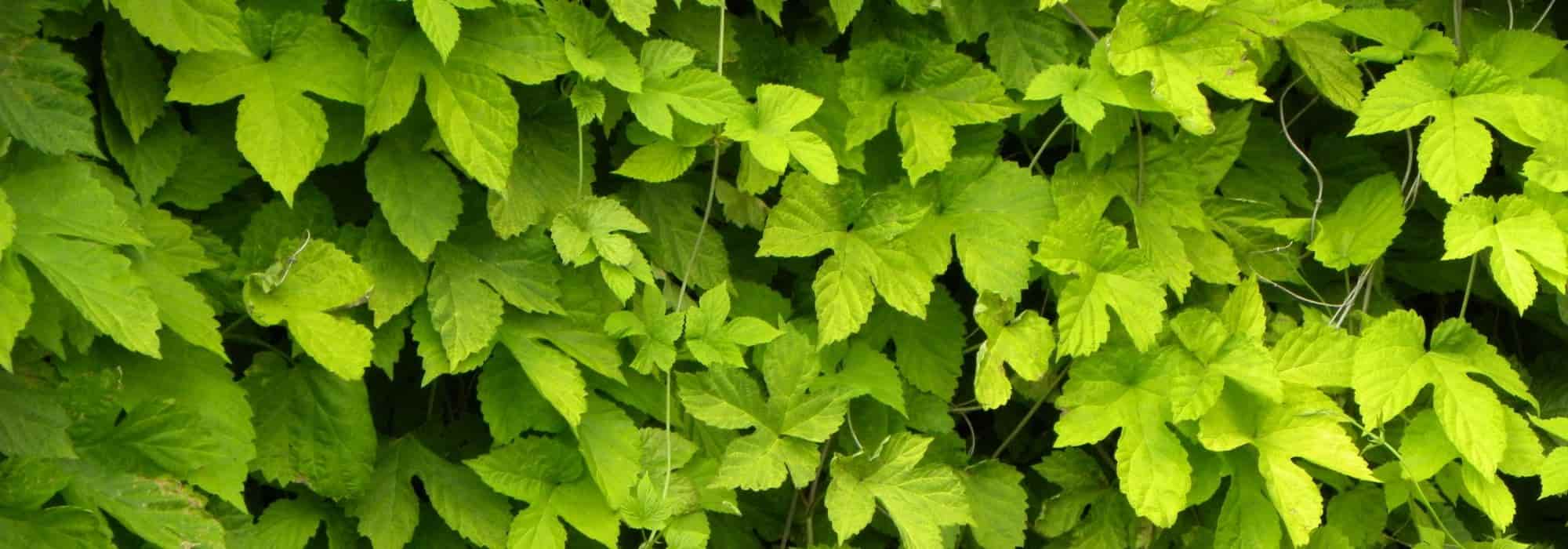 Growing hops in pots