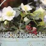 Growing a hellebore in a pot
