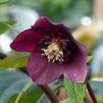 7 Anemone centred Hellebores