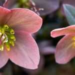 10 single-flowered hellebores