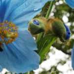 Meconopsis: sowing, growing and care