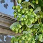 Propagate hops