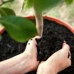 Key steps for repotting a plant: guide for beginners