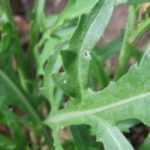 Rocket: sowing, growing and harvesting