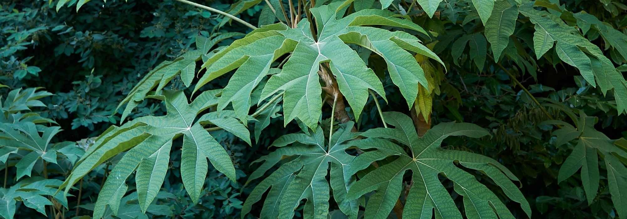 Tetrapanax, Rice Paper Tree: Planting, Cultivation, Maintenance