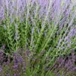 Natural herbicide: discover allelopathic plants!