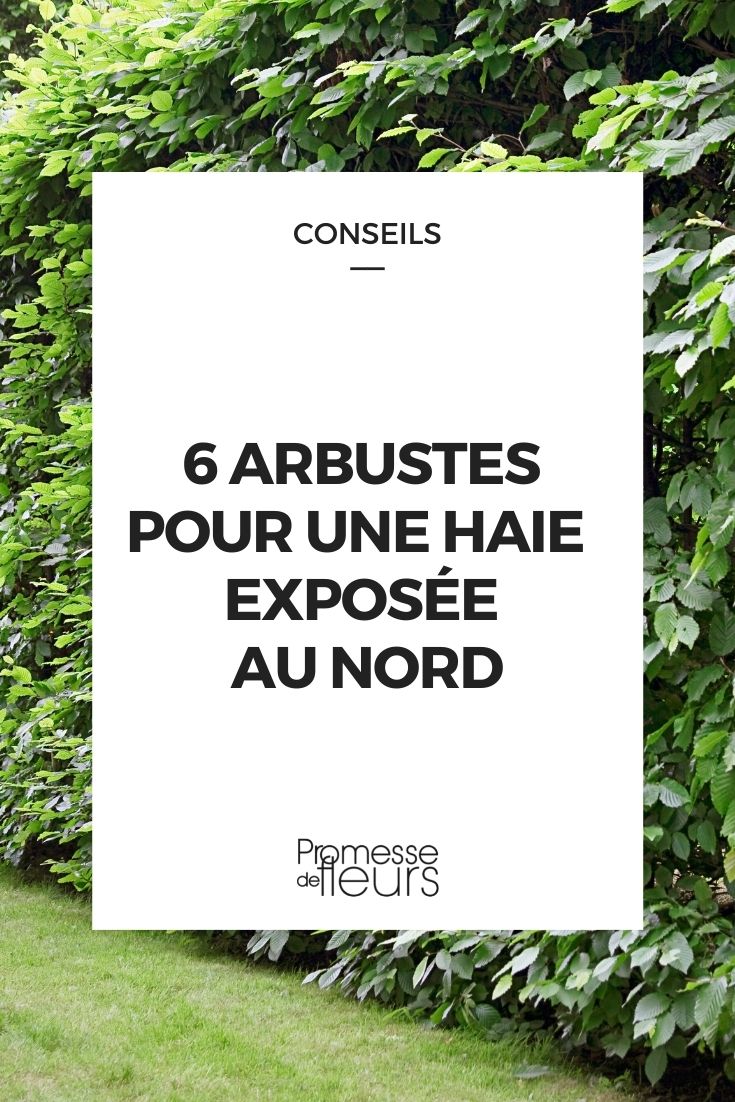 Northern Hedge Bushes