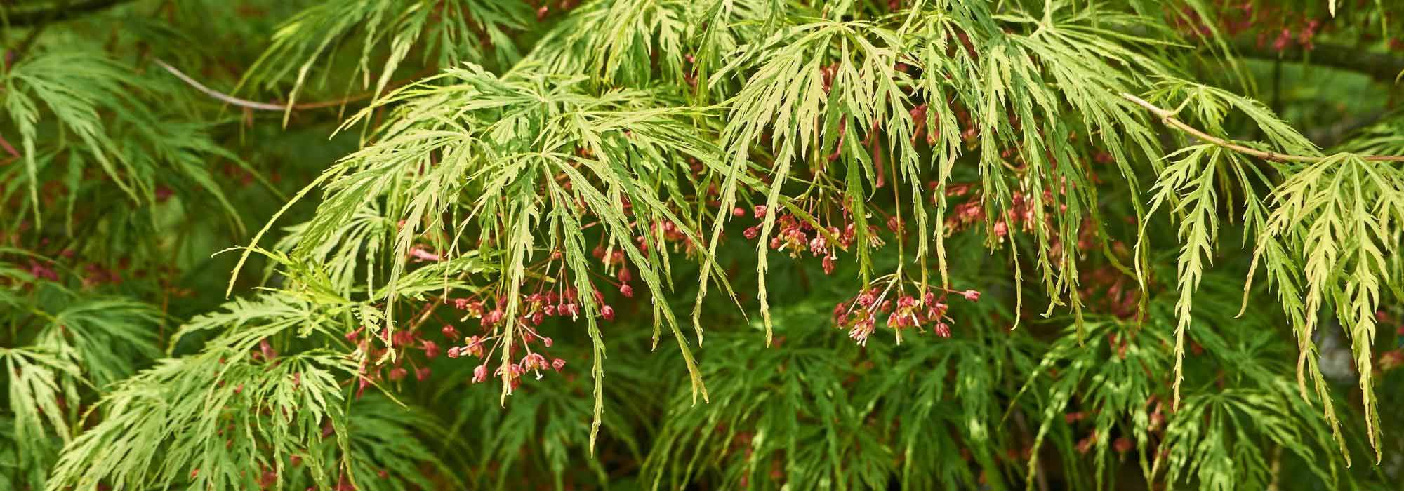 7 weeping habit bushes