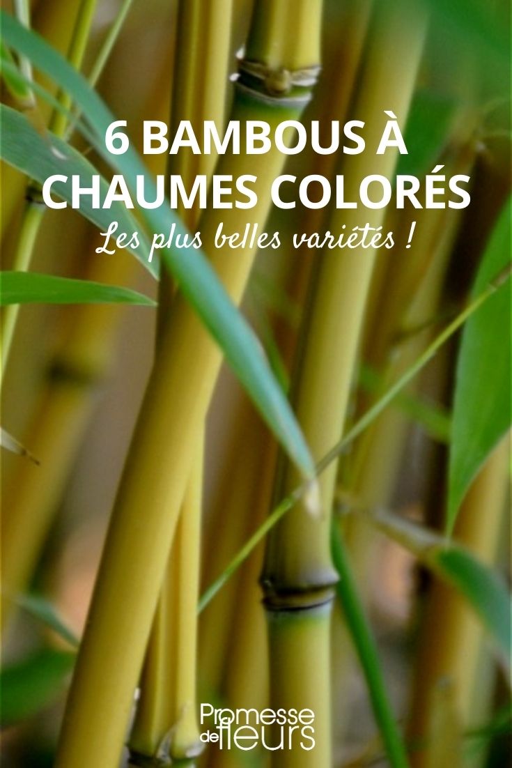 coloured bamboo culms