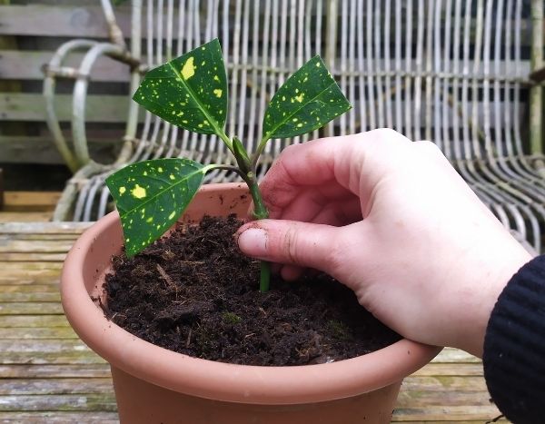 How to propagate aucuba?