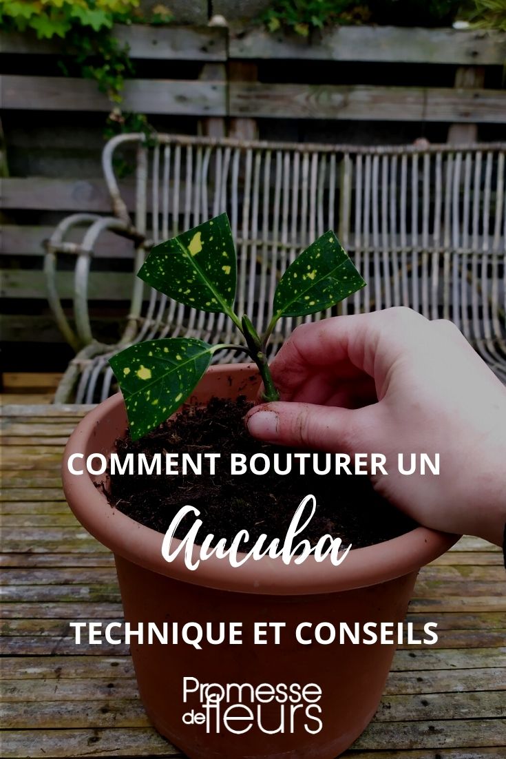 Taking Cuttings from Aucuba