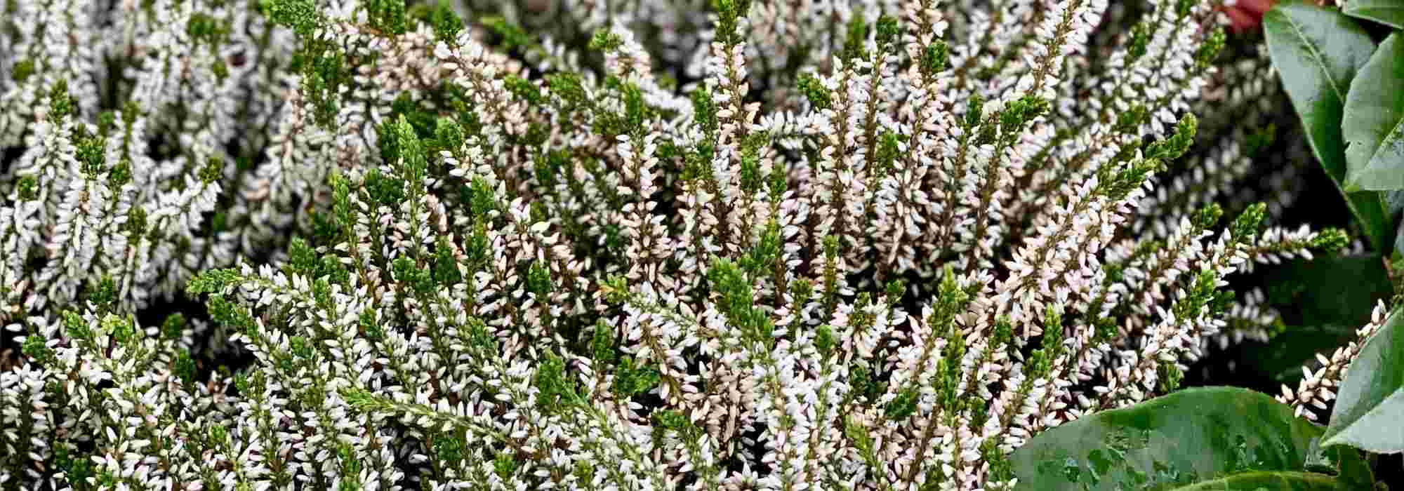 Winter heathers: the 4 most beautiful white varieties