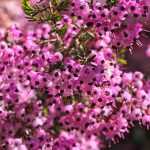 Winter heathers: the 5 most beautiful pink varieties