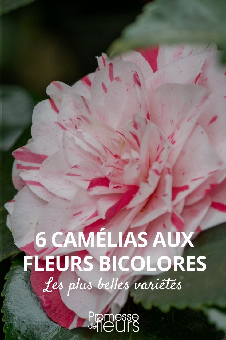 bicoloured camellia