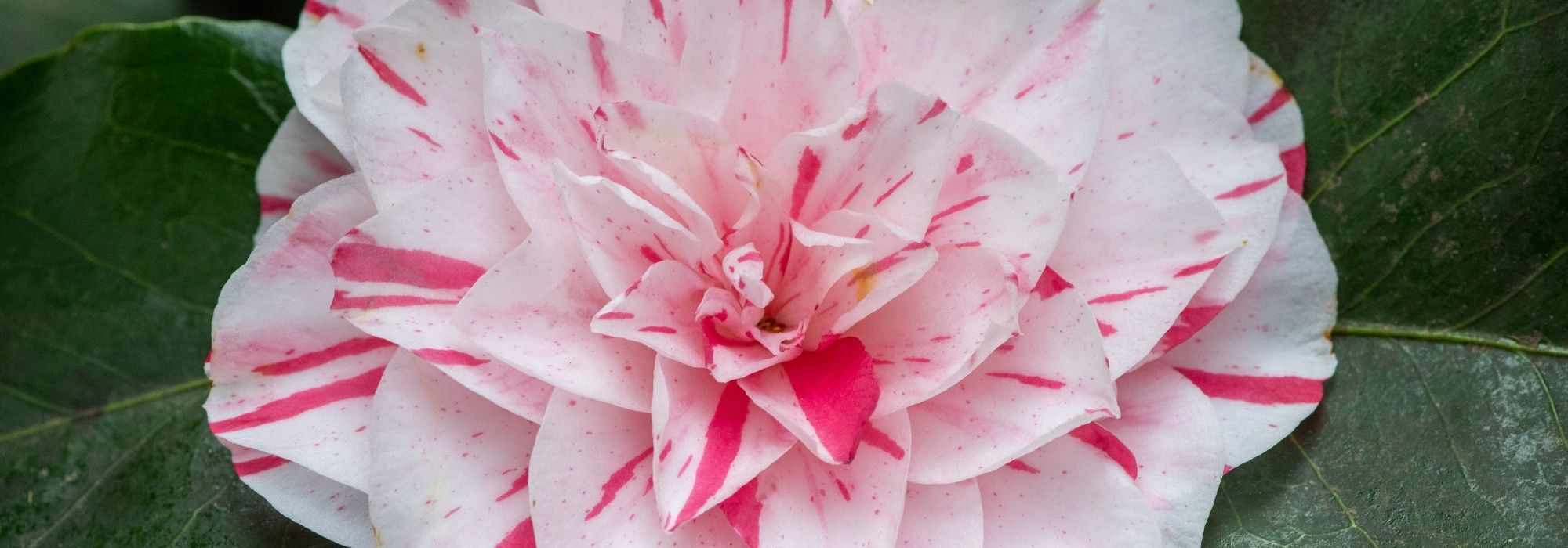 6 camellias with bicoloured flowers