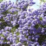 Which Ceanothus to plant according to your region?