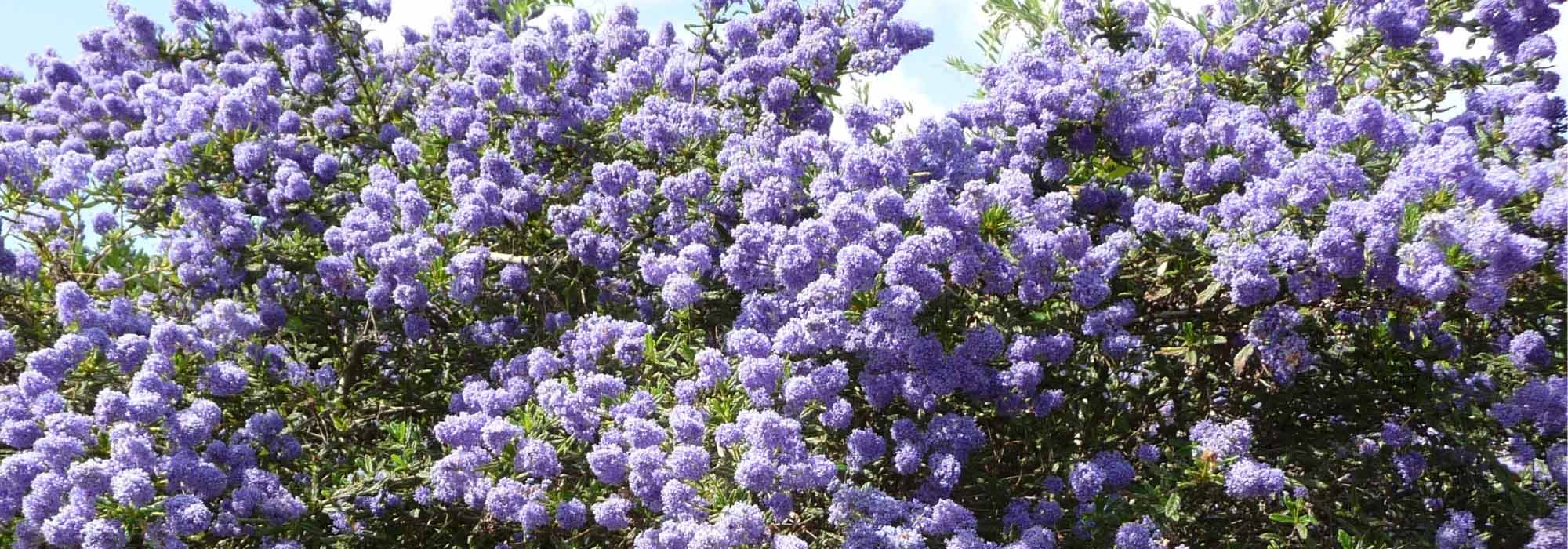 Which Ceanothus to plant according to your region?