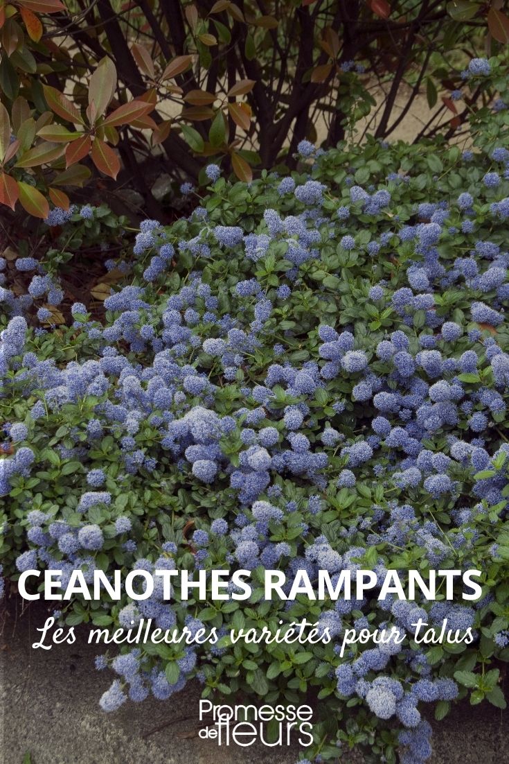 Creeping Ceanothus for Slopes