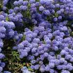 Diseases and pests of Ceanothus