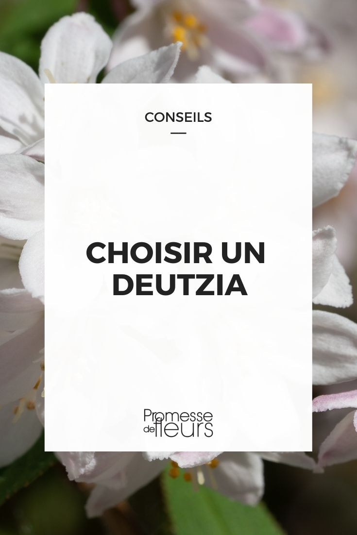 Choose Deutzia