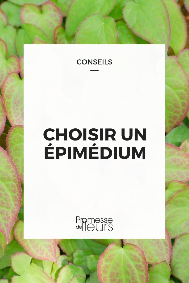 Choose Epimedium