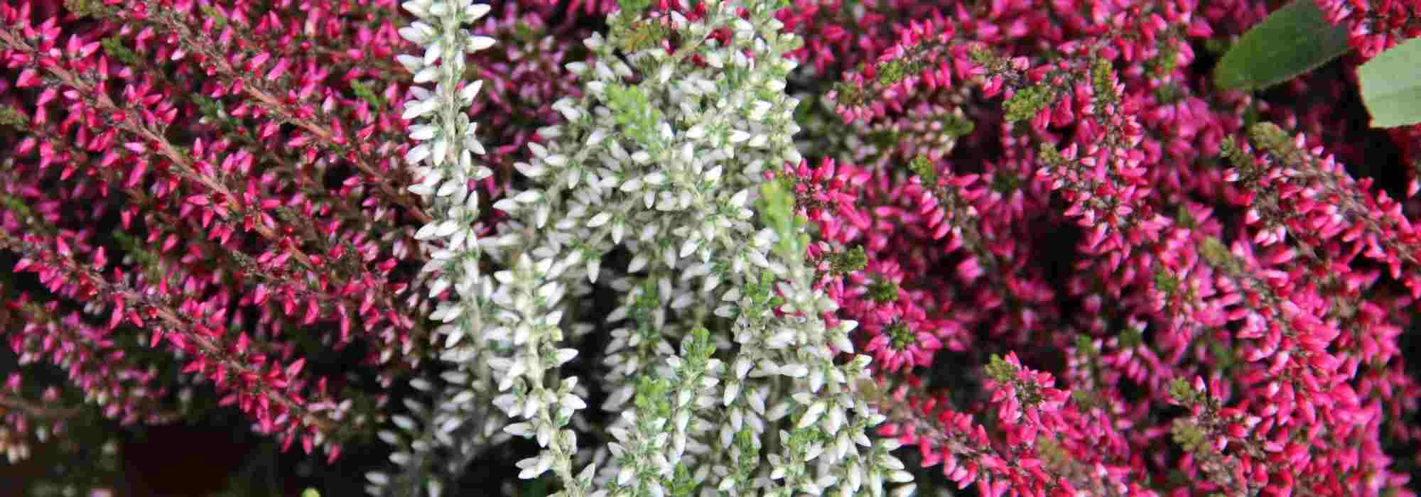 How to choose a heather?