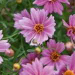 Pairing ideas with Coreopsis
