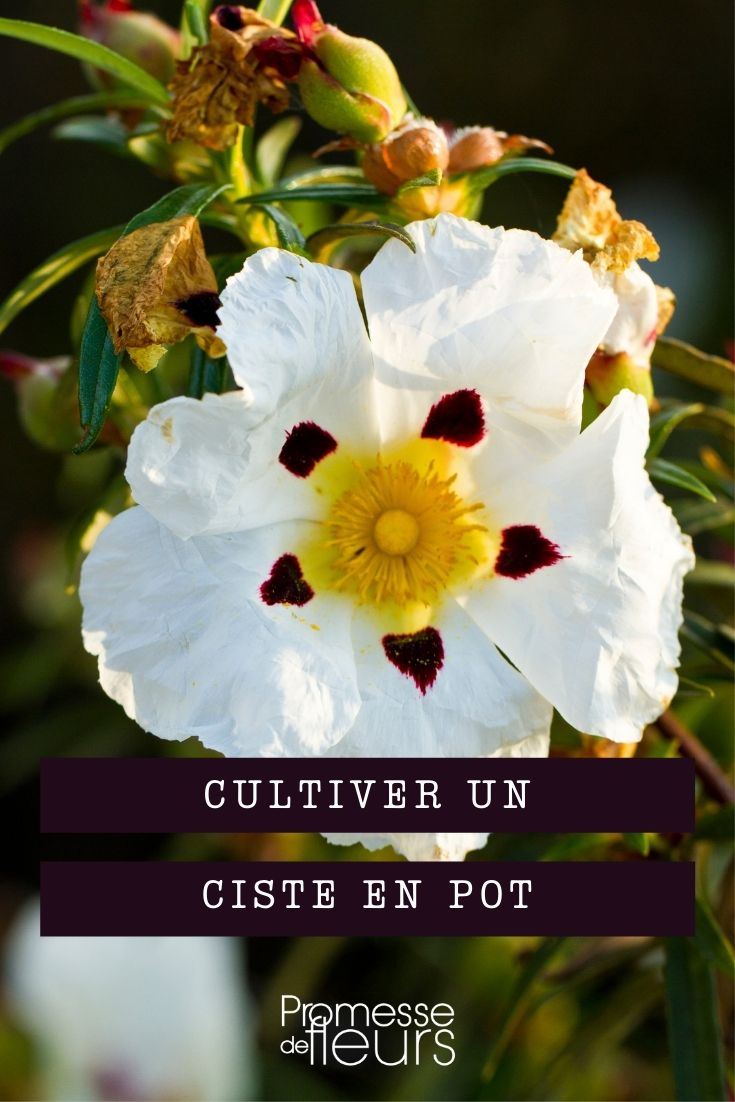 Growing Cistus in Pots